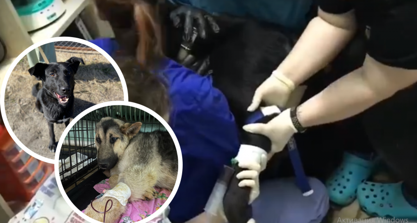 В Пензе пёс-донор пожертвовал своей кровью ради спасение щенка