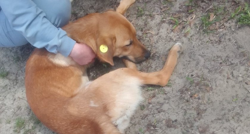 Невероятная жестокость: в Кузнецке собаку выкинули с пятого этажа жилого дома