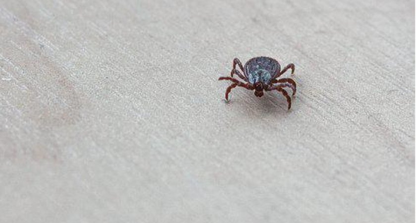 8 пострадавших: пензенцев кусают заразные клещи