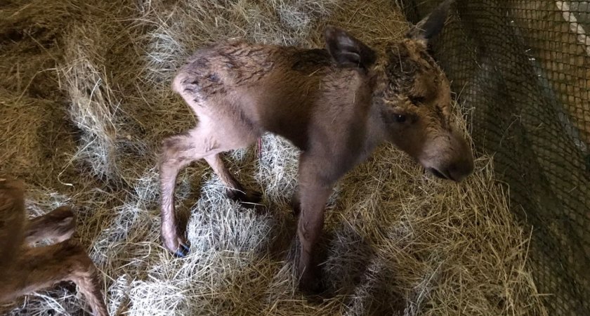 В Пензенской области спасли лосят и отправили их на карантин в местный зоопарк