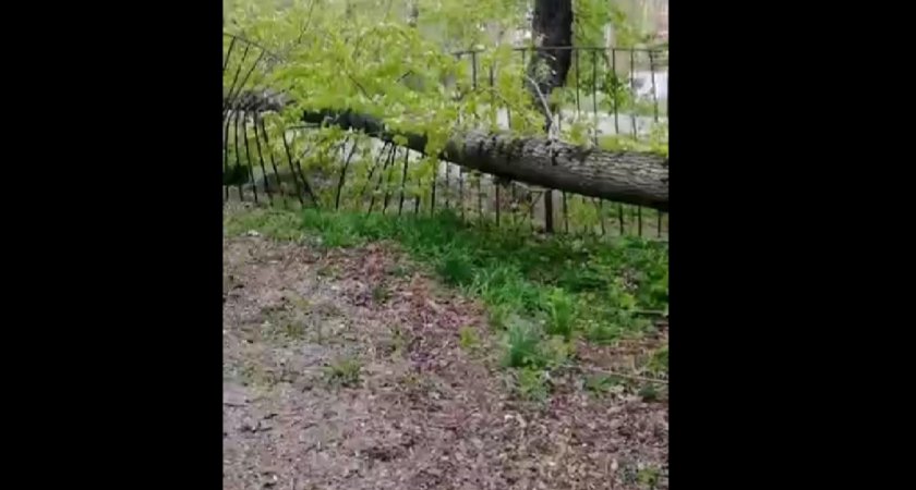 В Пензе около гимназии упало дерево