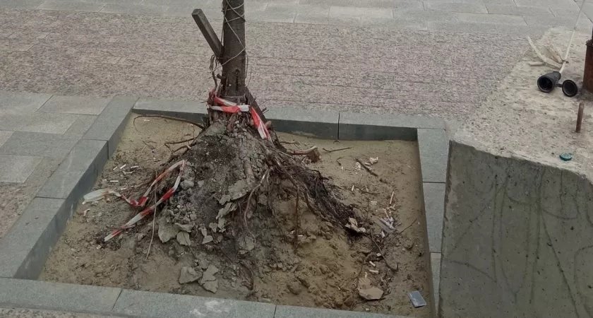 В Пензе требуют "оторвать руки" тем, кто засадил липы корнями наружу