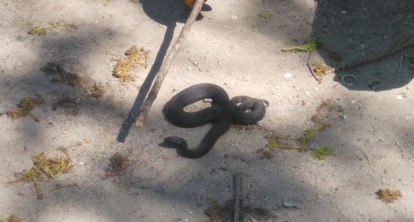 В Пензе возле торгового центра поймали ядовитую змею