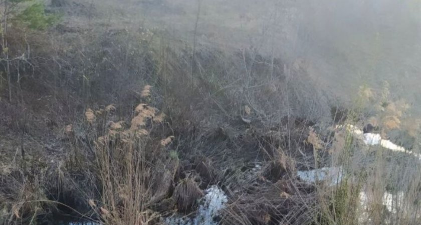 Катастрофа: в Пензенской области лес заливает нечистотами