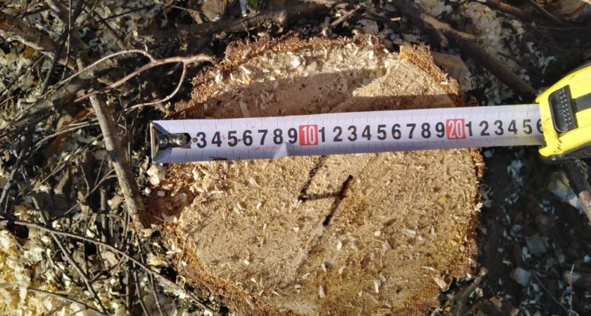 Пензенец спилил дерево на 45 тысяч рублей