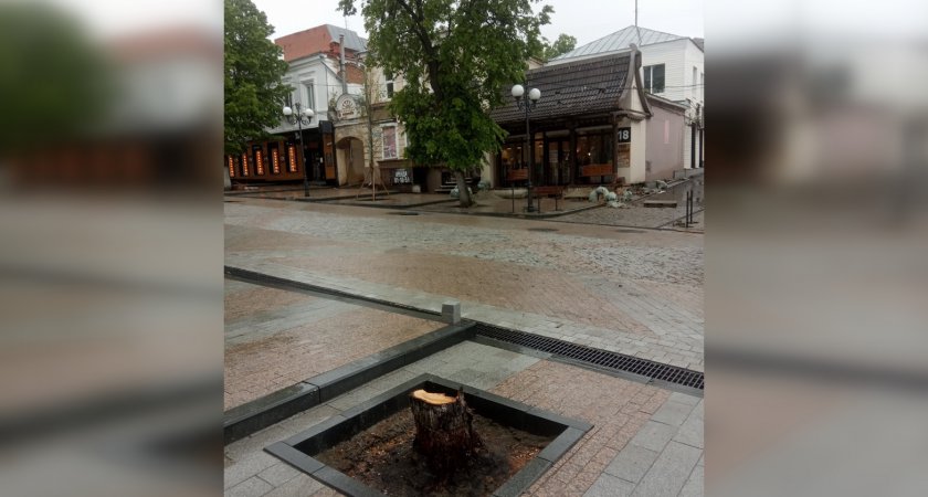 На Московской в Пензе спили зеленую липу