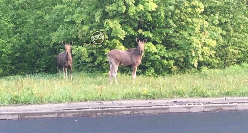 В Пензе двое молодых лосей вышли к людям