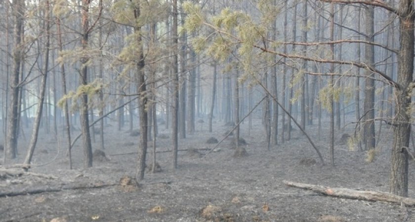 В Пензенской области в 2022 году огонь уничтожил 13,5 га леса