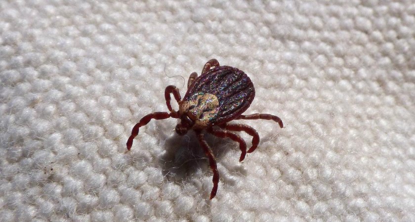 Олимпийскую аллею в Пензе закроют из-за обработки от клещей