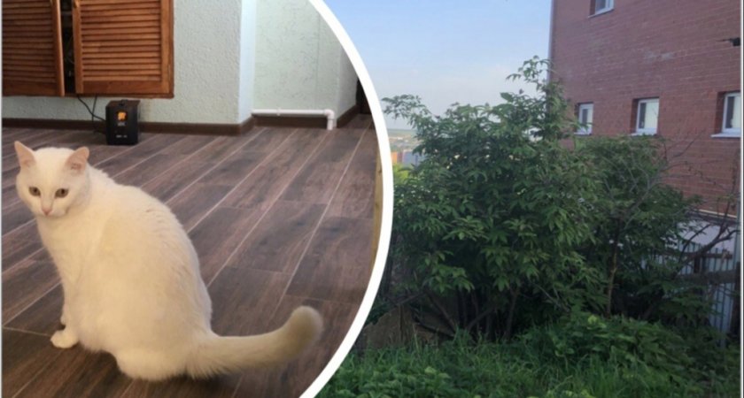 В Пензе произошло жестокое убийство кота Людвига 