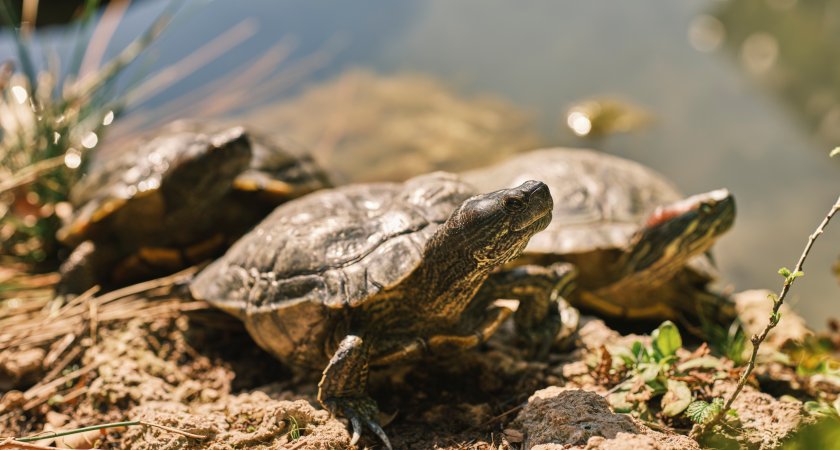 Пензенцы заметили, что в местных водоемах поселились редкие черепахи
