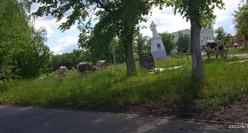 Гуляющие коровы портят парки и огороды в городе Пензенской области