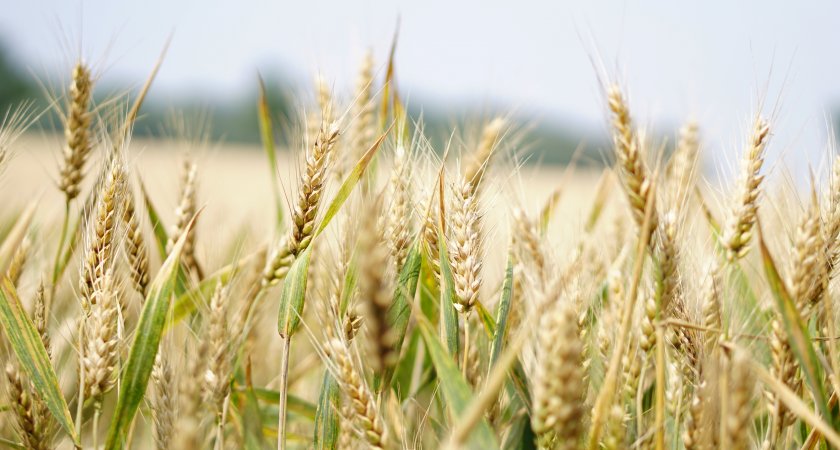 Первое место в ПФО по яровому севу занимает Пензенская область 