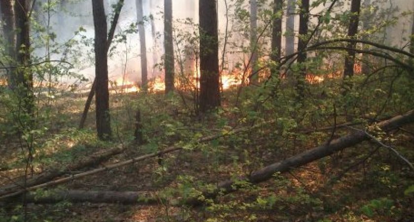 В Пензенской области потушили 7-й лесной пожар с начала 2022 года