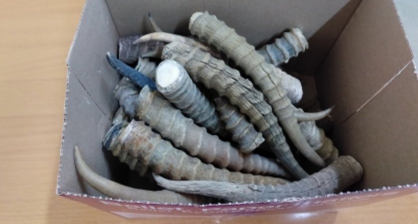 Суд вынес приговор жителю Бессоновки, который продавал рога животных из Красной книги