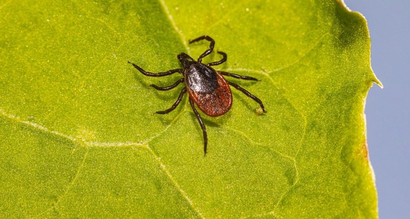 В Пензенской области зафиксированы новые случаи боррелиоза среди пострадавших от клещей