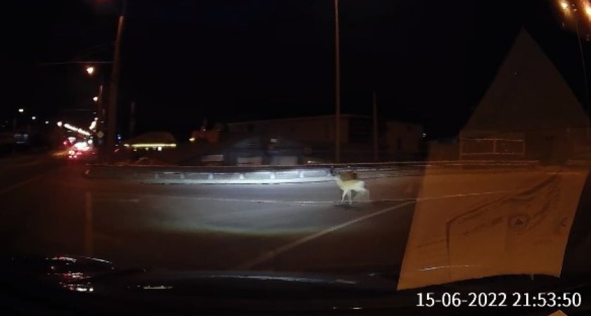 Видеорегистратор пензенца заснял перебегающего дорогу "бэмби"