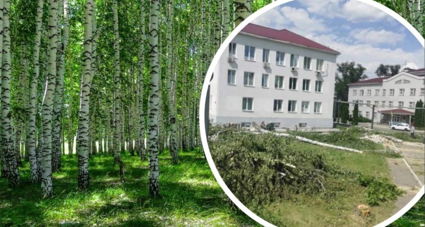 Пациенты пензенской больницы шокированы неожиданной вырубкой берез