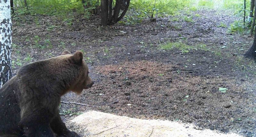 В одном из районов Пензенской области обнаружили бурого медведя