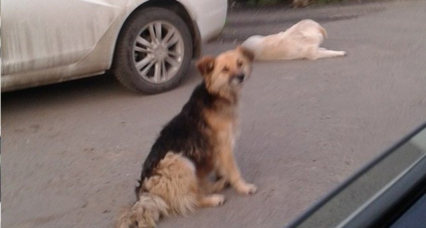 "Услышьте пожалуйста": пензенец вступил в конфликт с администрацией из-за злых собак