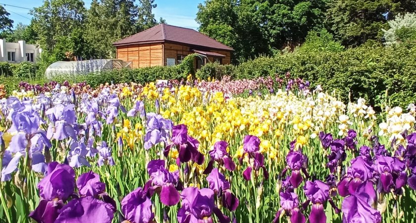 Пензенцы крадут растения из местного Ботанического сада