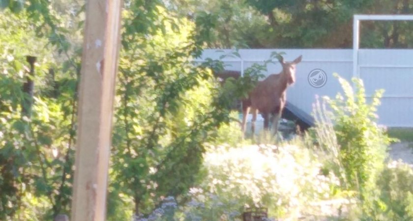 Пензенцы переживают, что гуляющие по дачам лоси съедят всю картошку