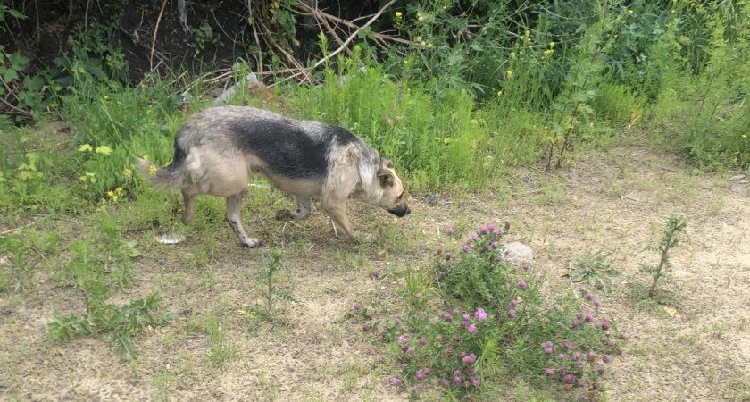 В Пензе спасатели помогли собаке, которая застряла в заброшенном погребе