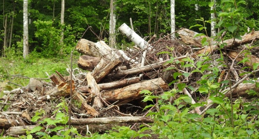 В Лунинском и Белинском лесничествах выявили 5 нарушений лесного законодательства
