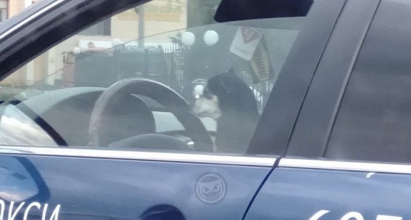 В Пензе за рулем авто заметили лохматого таксиста