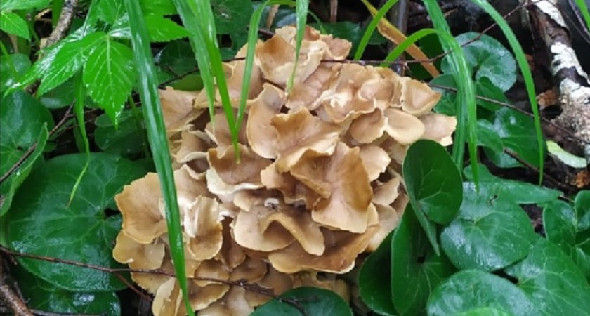 Краснокнижный гриб обнаружил житель Пензенской области 