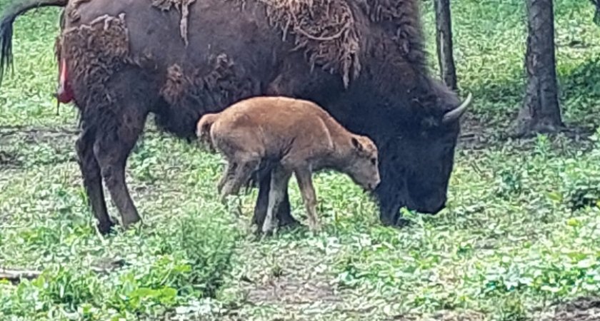 В пензенском зоопарке родился бизон