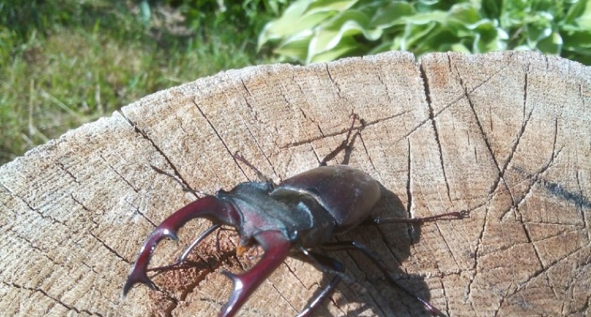 Пензенцы наблюдают нашествие жуков из Красной книги