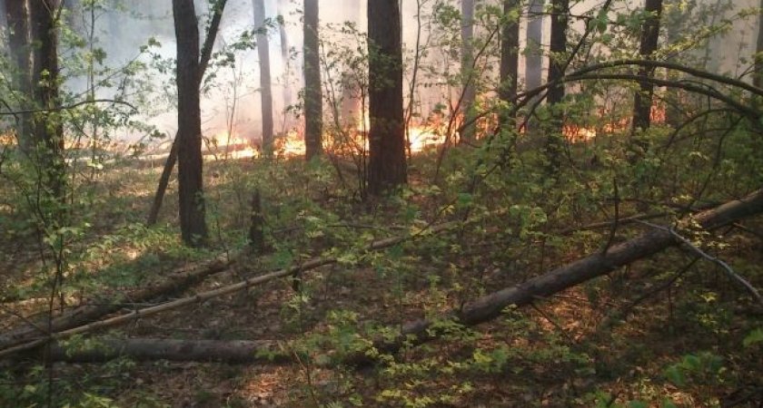 В Пензенской области с 6 по 11 июля ожидается высокая пожароопасность лесов