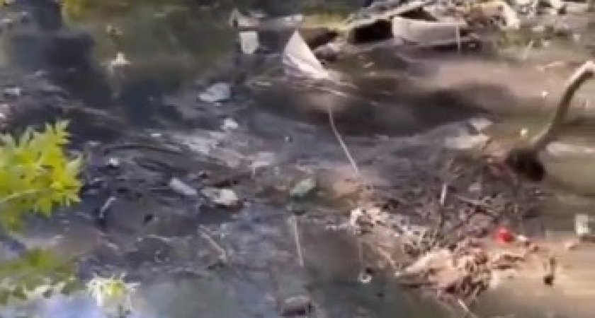 "В Пензе завелись человекообразные бобры: советник губернатора пристыдил горожан