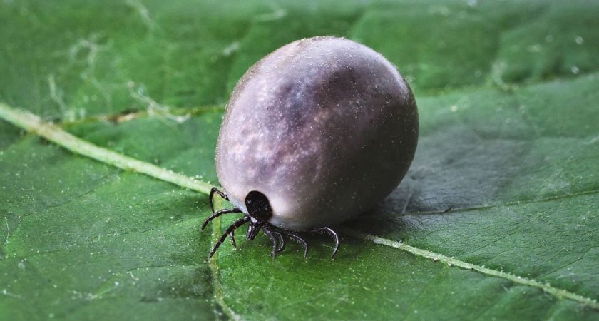 Жертвами укусов клещей в Пензенской области стали 903 человека