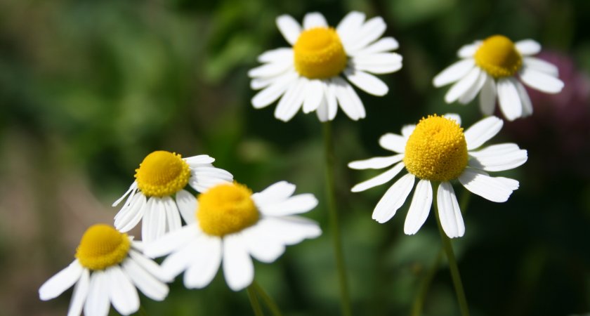 День семьи, любви и верности может стать нерабочим