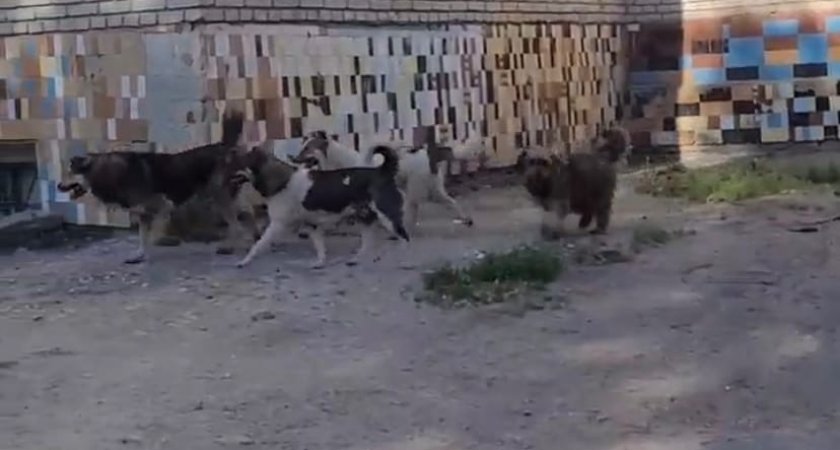 В Засечном догхантеры раскладывают отраву для домашних собак