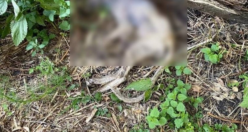 Пензенец застрелил неизвестное животное, которое пришло к нему во двор