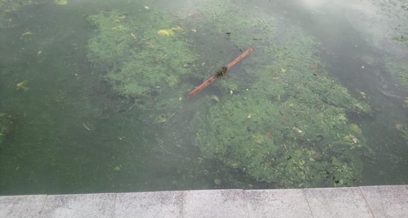 В Пензе дети ломали скамейки и бросали доски в уток