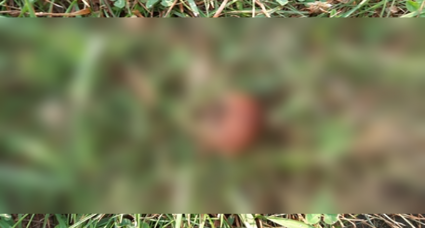 В Засечном догхантер травит домашних собак неизвестным веществом 