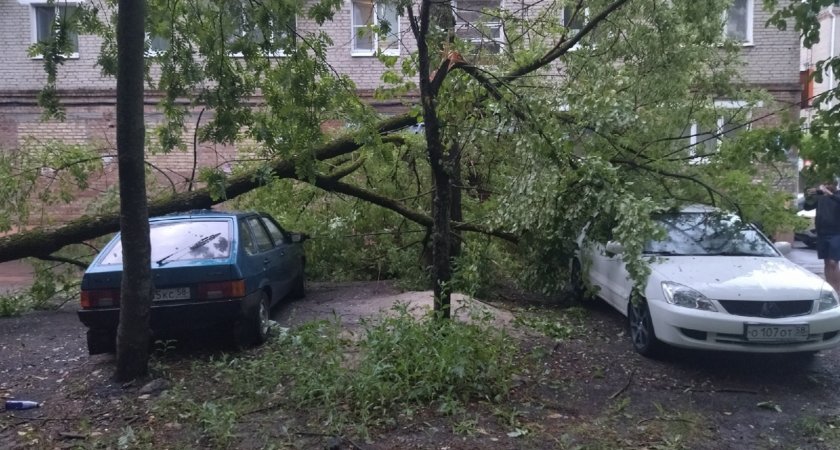 Фотоподборка: на машины на Западной поляне упали деревья во время грозы