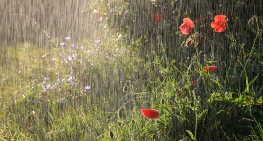 В Пензенской области 17 июля ожидается дождь и +28 градусов