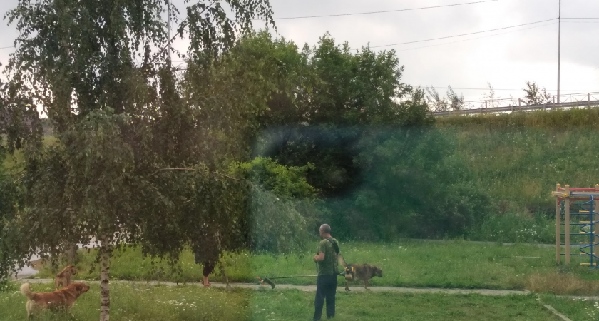 Собаки держат в страхе детей и взрослых: пензячка жалуется на агрессивных животных