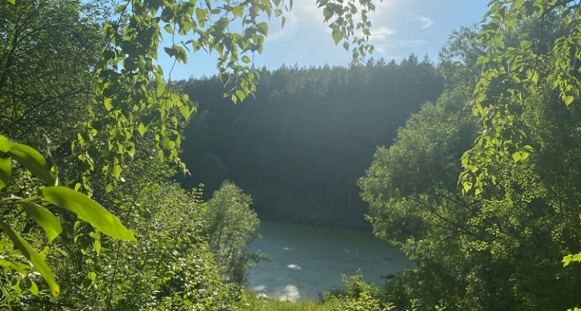 5 нарушений лесного законодательства зафиксировали в Пензенской области 