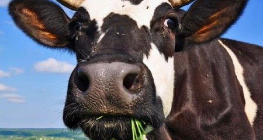 Поголовье скота и птицы сократились в Пензенской области за полугодие 2022 года 