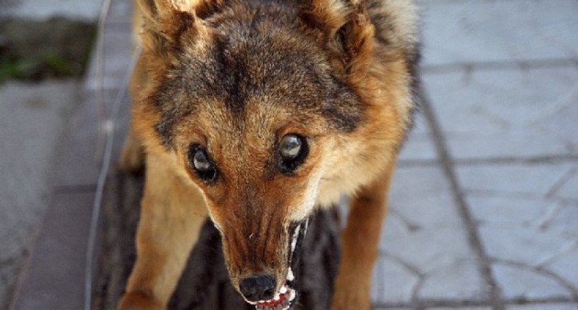 В Пензенской области за 6 месяцев выявили 16 случаев бешенства животных