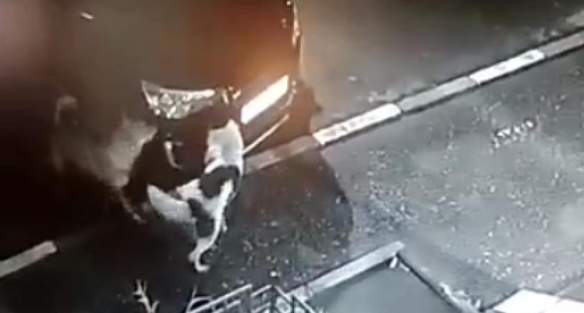 В Ахунах собаки по ночам срывают госномера с авто - видео 