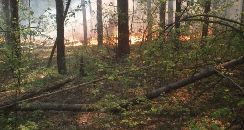В Пензенской области на защиту лесов от пожаров выделили свыше 50 млн рублей