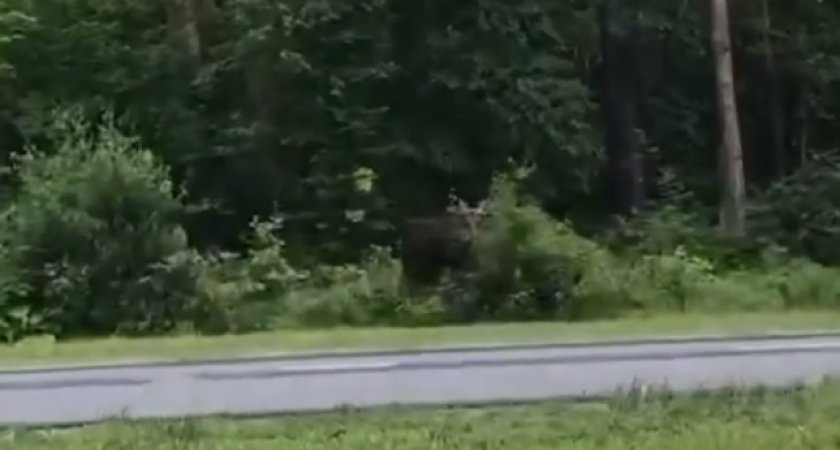 В Пензенской области утвердили лимиты добычи оленей и барсуков
