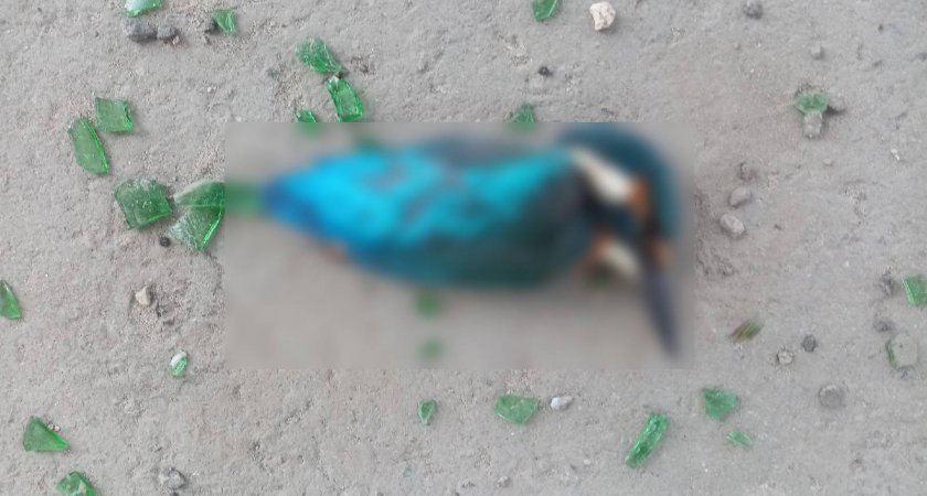 Пензенцы нашли необычную птицу 